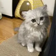 okapiの画像