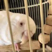 しっぽぽの画像