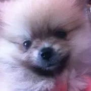 hana