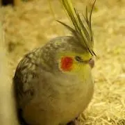 モリコーネの画像