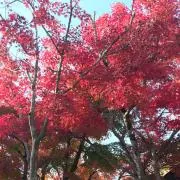 とろろの画像