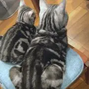 アララの画像