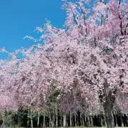 もに