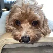 にのの画像