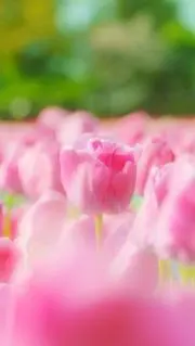 みりん☆1日から2日以内で発送☆の画像