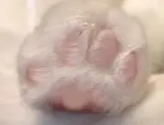 ちびちゃんの画像