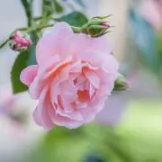Flowerの画像