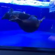 ゆずき