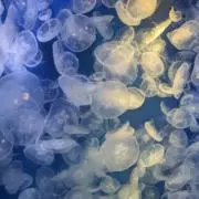 ユウの画像