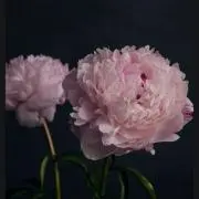 Amyの画像