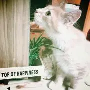 あやちん