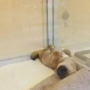 Orz