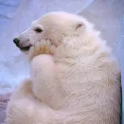 しろくまの画像