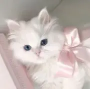 melの画像