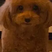 マロン