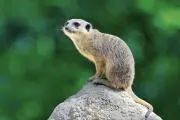 チーアの画像