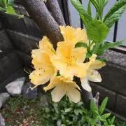 Ramの画像