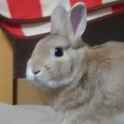 ゆきりんの画像