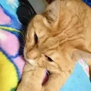 寅男の画像