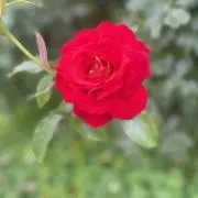 ありの画像