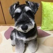 chicchanの画像