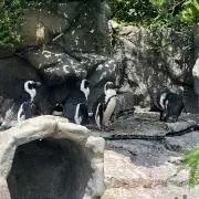 かぶこ