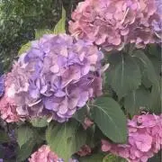 ぱぴ