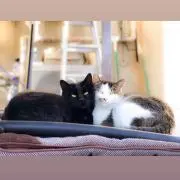 がじゅまるの画像