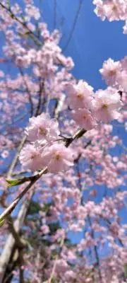 ぽぽんた@24時間以内発送の画像