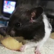 ゆきぱん