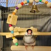 ぴーちゃんの画像