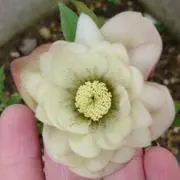 mamachan★冷凍餌在庫はプロフの画像