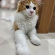 み*み様 [美品]IKEA マットレスパッド キングサイズ - メルカリ