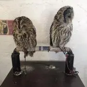 あいの画像