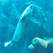 nonchanの画像