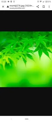 ✳かえで✳の画像