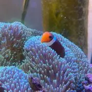 孤独のポチ三郎の画像