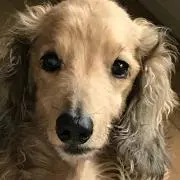 とらじの画像
