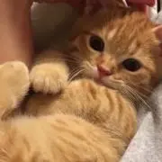 ゆんゆの画像