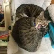 Quatrefoil★プロフ必読お願いの画像