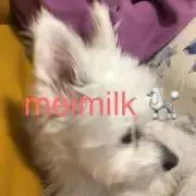 めいみるくの画像