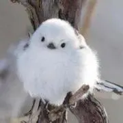 あるぱか