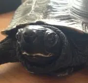 クロの画像