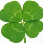 CLOVER