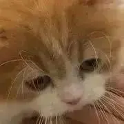 おじきの画像