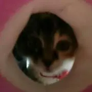 まにゃにゃ