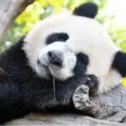 れいこ