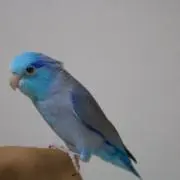 aiko