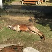 カチ太郎の画像