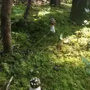 negikkoの画像